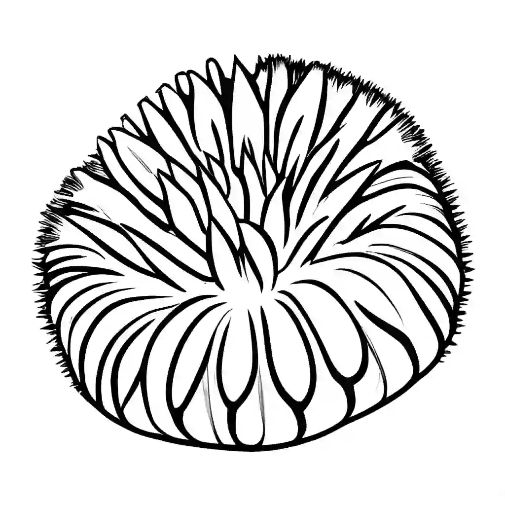 Sea urchin coloring pages